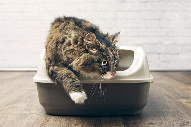 Cat coming out of litter box