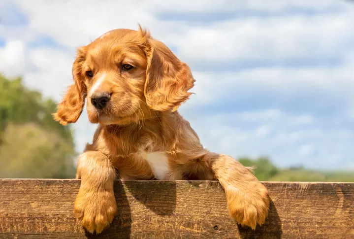 Cocker Spaniel