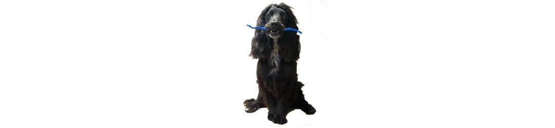 Dog with tooth brush