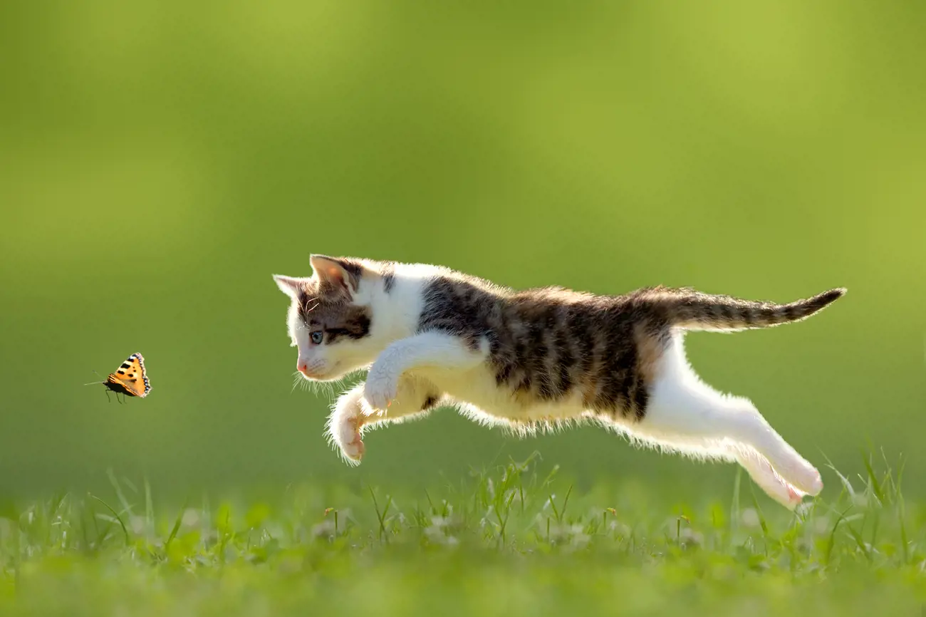 A young cat chasing a butterfly across a grassy garden at sunset