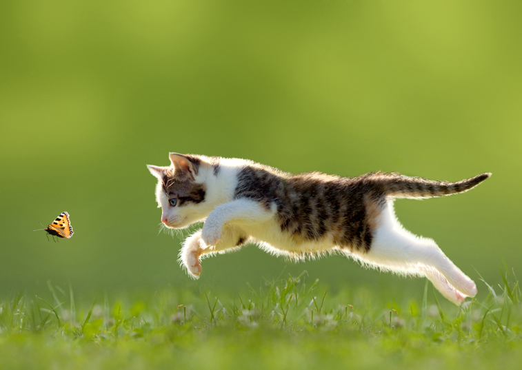 A young cat chasing a butterfly across a grassy garden at sunset