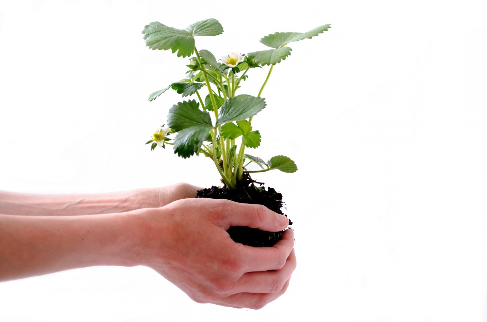 A pair of hands holding a plant in soil