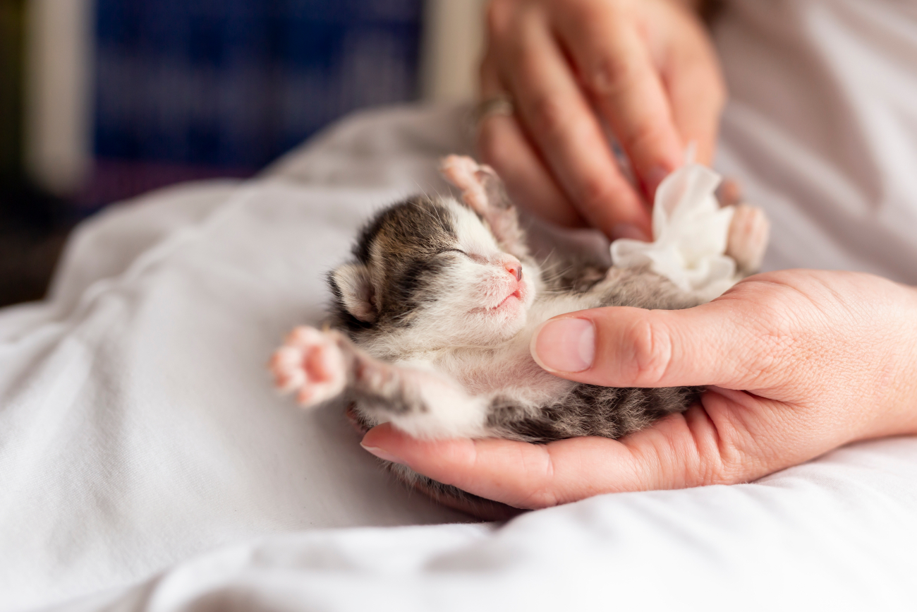 person rubbing kittens stomach