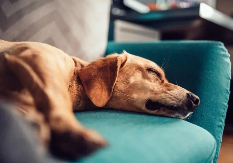 Dog sleeping on the sofa