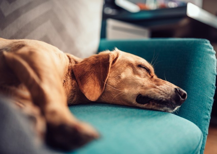 Dog sleeping on the sofa