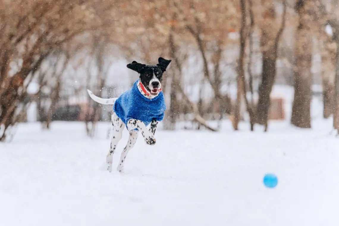 Dog Wearing A Blue Sweater