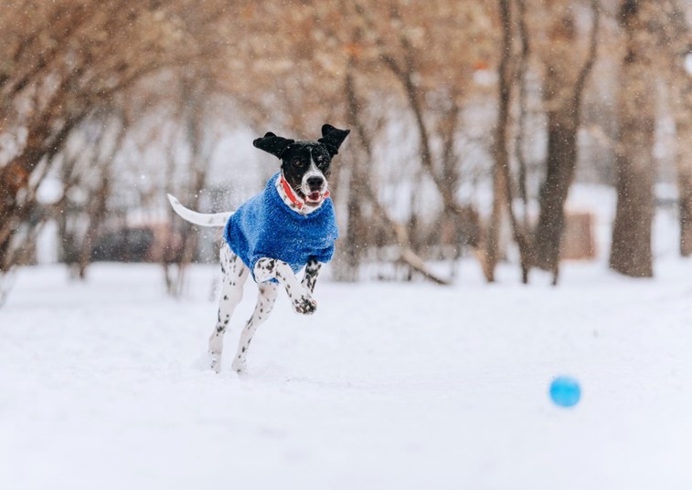 Dog Wearing A Blue Sweater