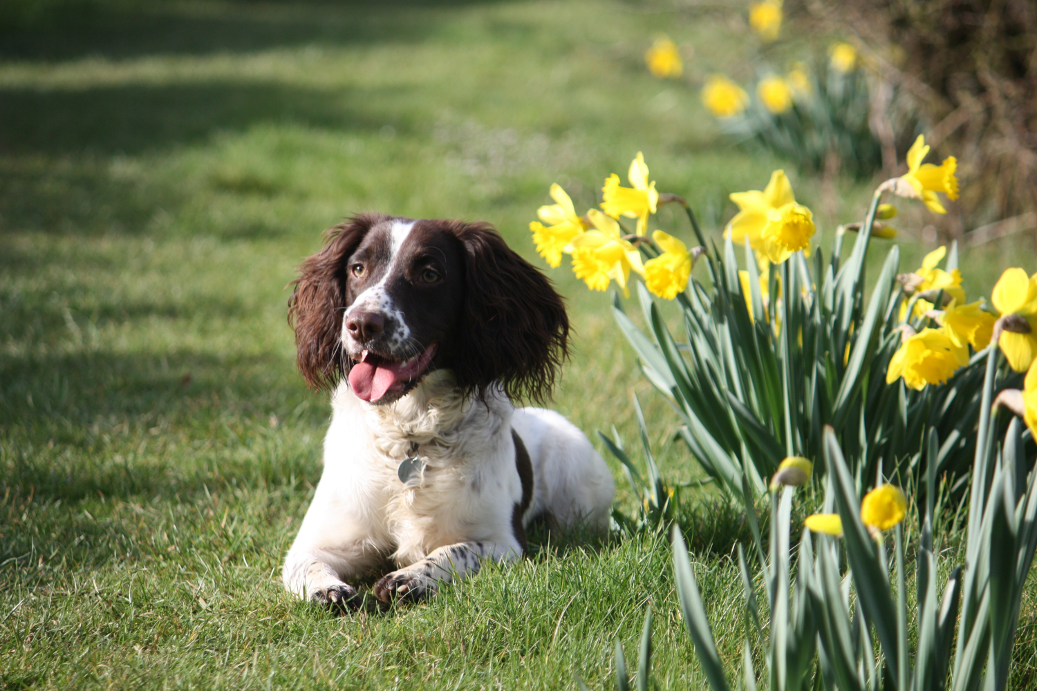dog laying next to a patch of daffodils