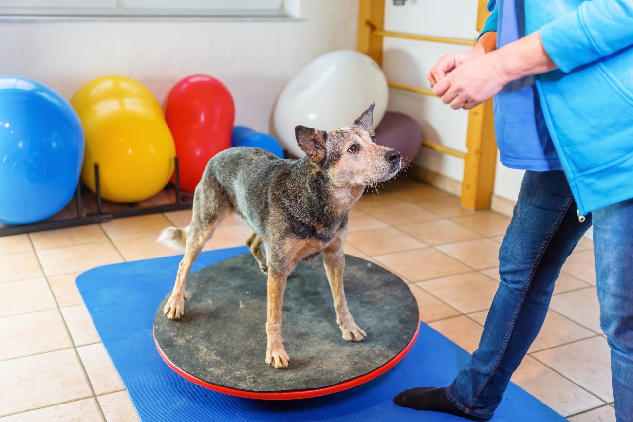 a dog balancing on a bosu ball