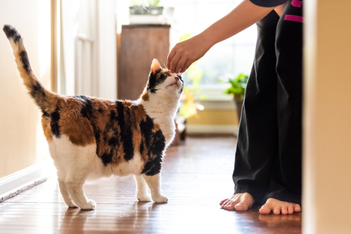 A cat smelling the hand of its owner in a bedroom