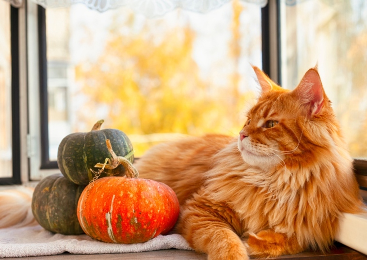 ginger cat laying next to a pile of pumpkins