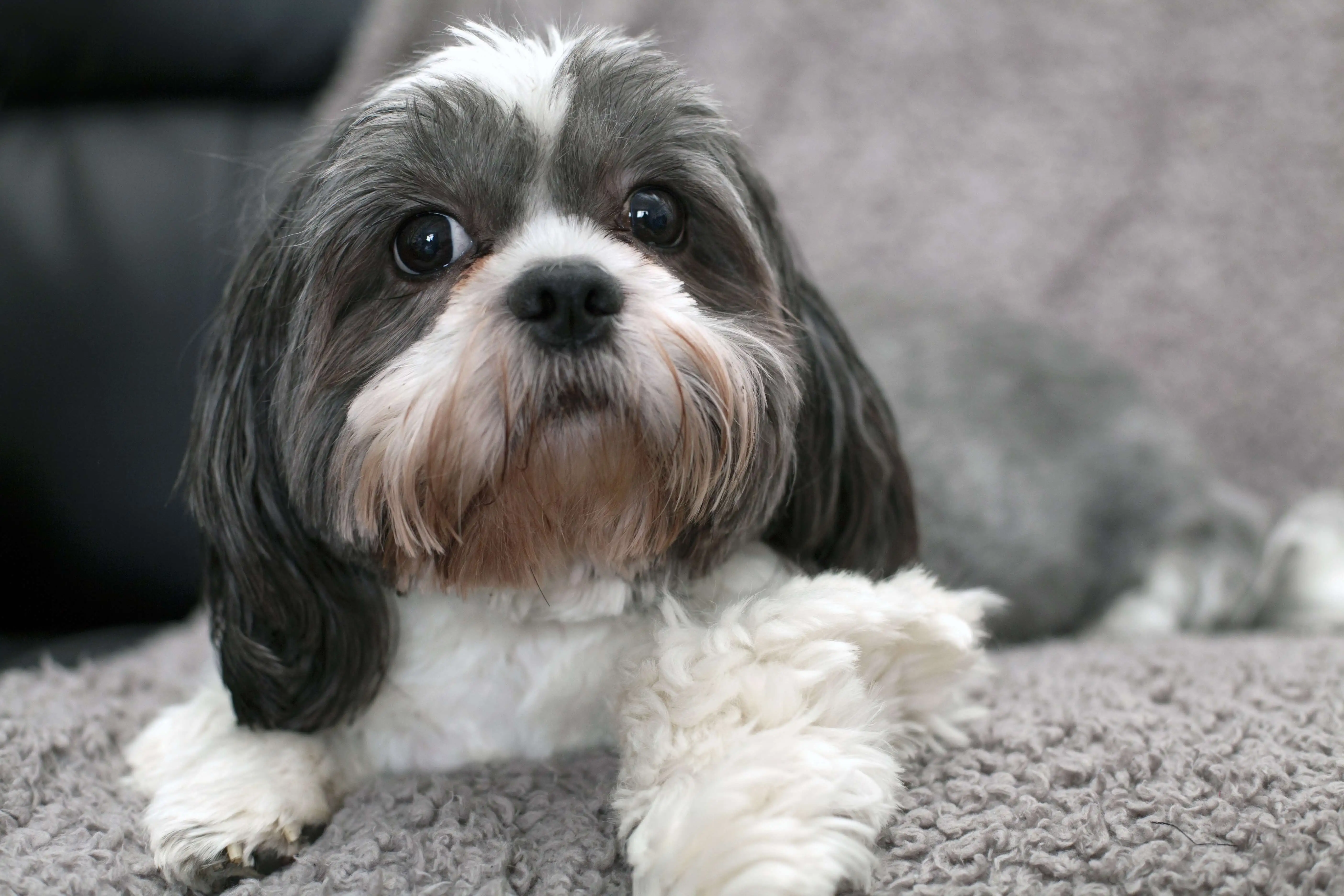 Shih Tzu dog sitting on a blanket