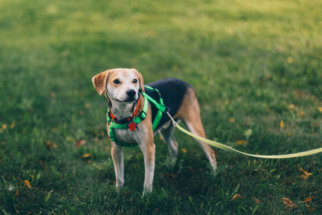 Dog on lead and harness