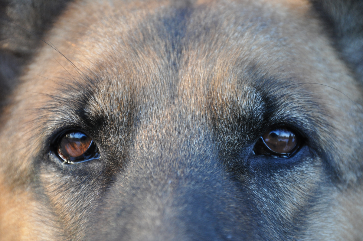 A close up of  a German Shepherd eyes