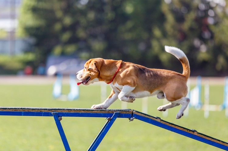 Dog agility event