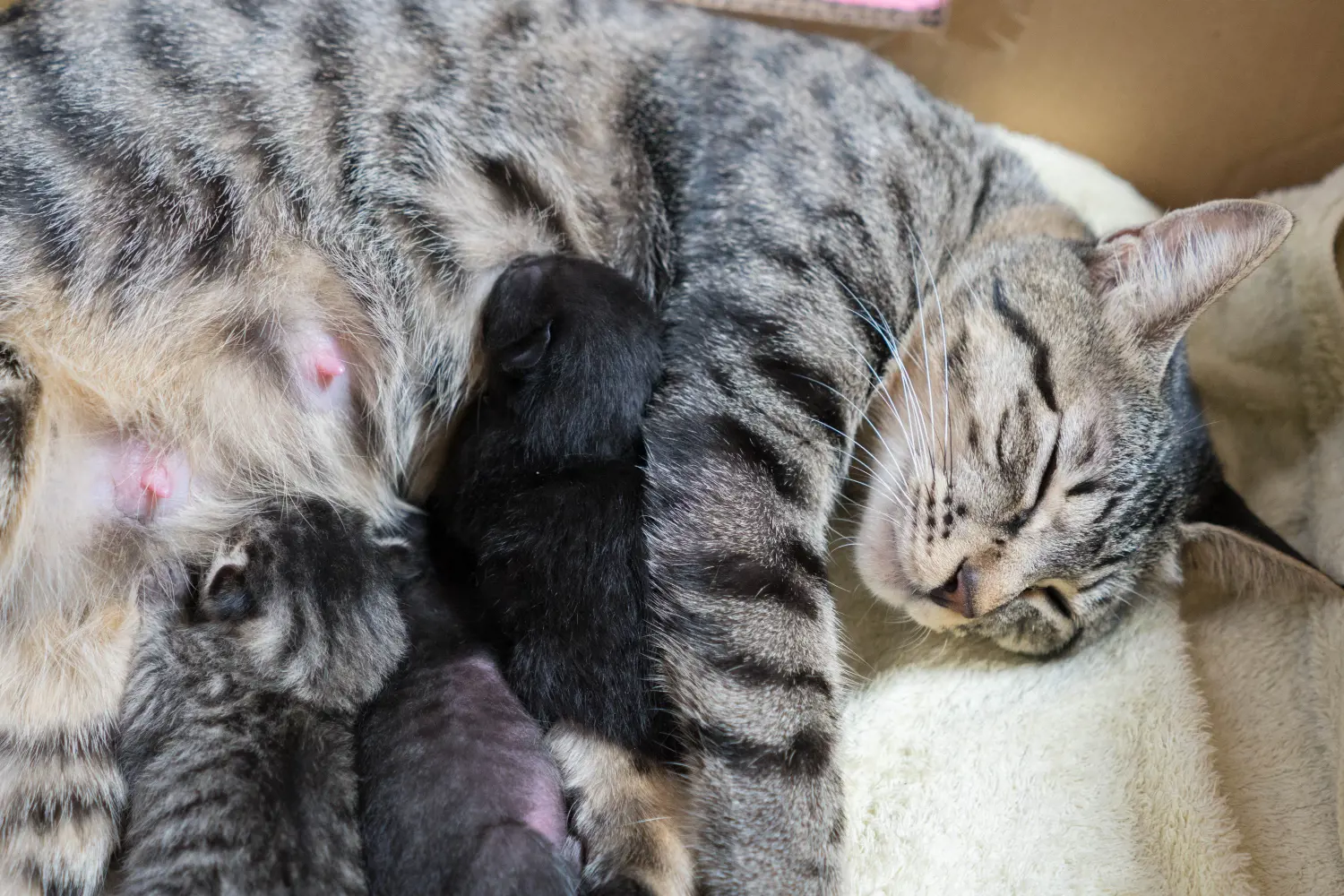 cat feeding kittens