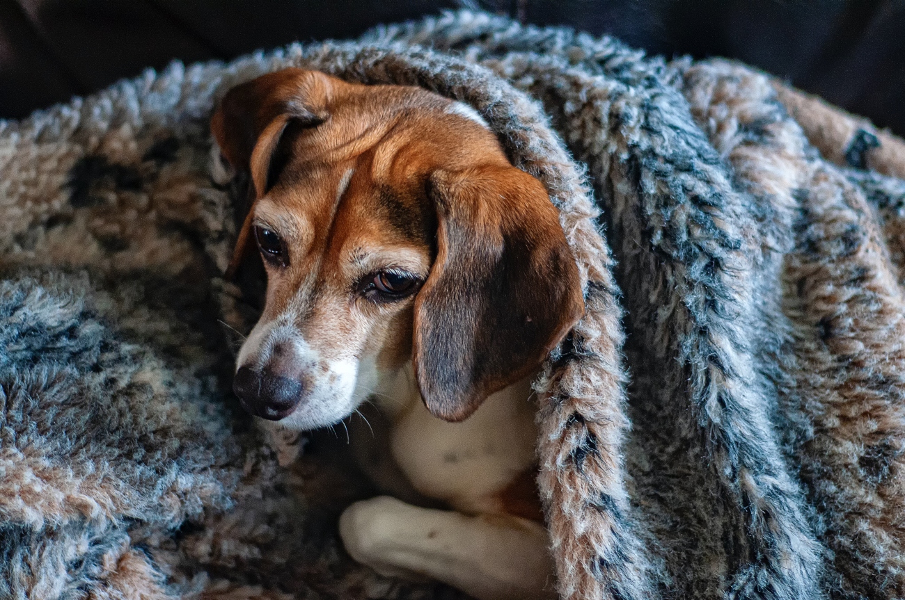 Beagle in blanket