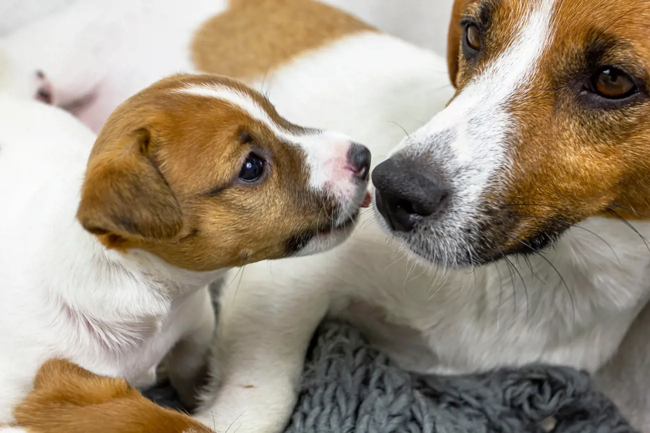 puppy licking mother dog