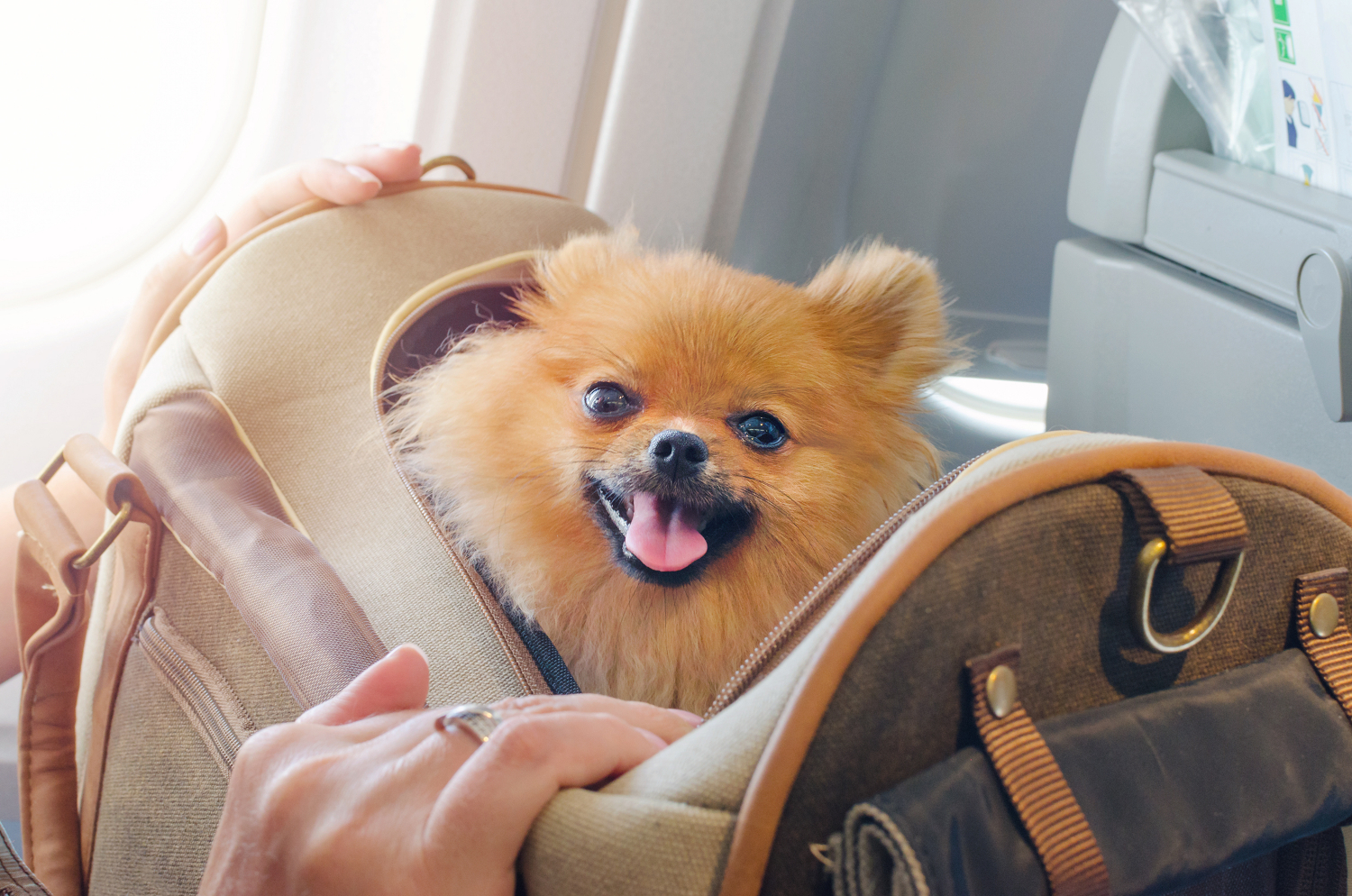 pomeranian sat inside in a carry on luggage bag