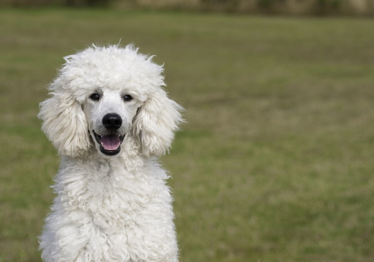 A fluffy white poodle sitting in a field