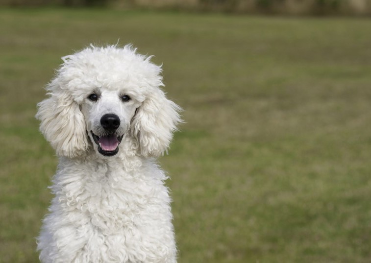 White Poodle in a field