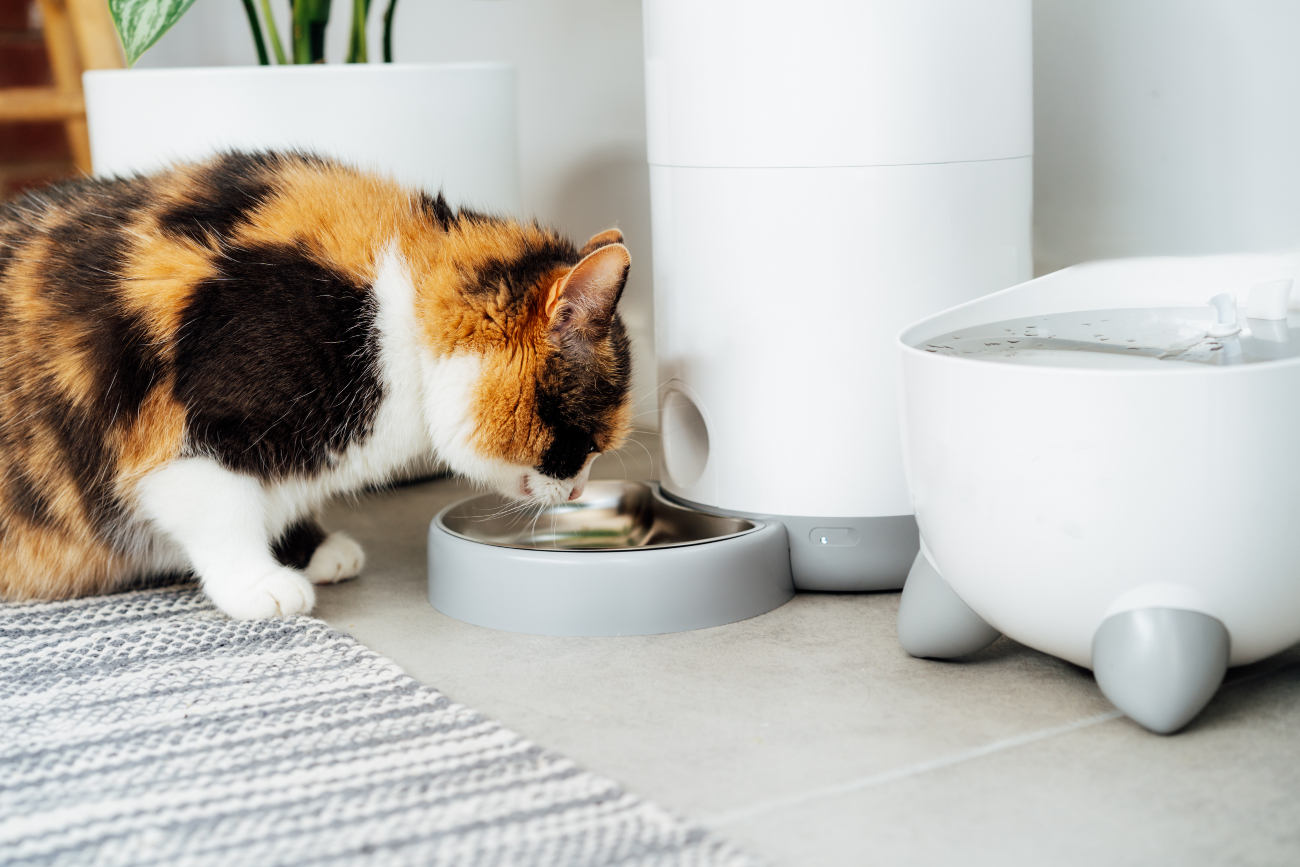 calico cat drinking water