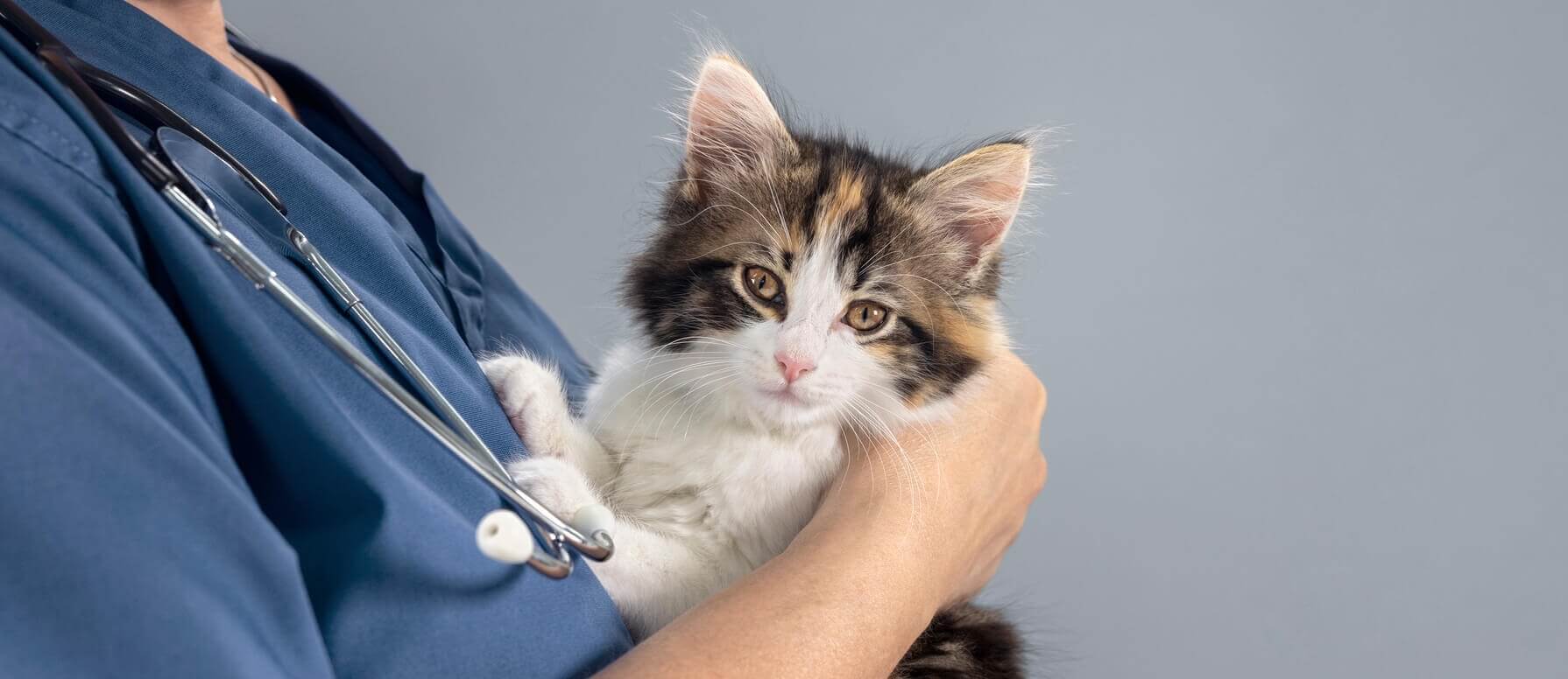 Charity identifies rare kitten of 'neither sex'