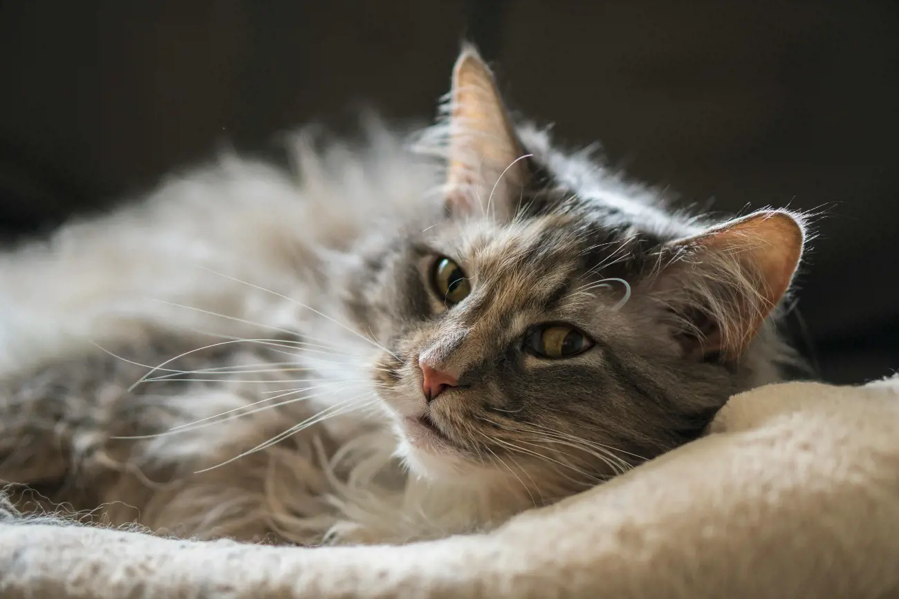 Originating from the United States, they are one of the largest domesticated cat breeds.