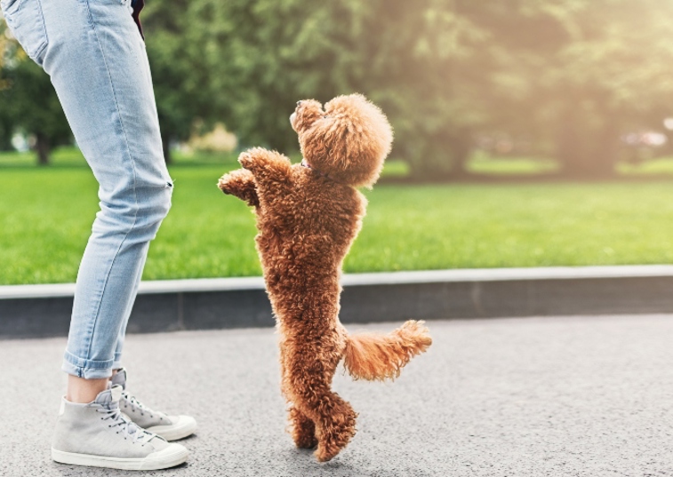 toy poodle on hind legs