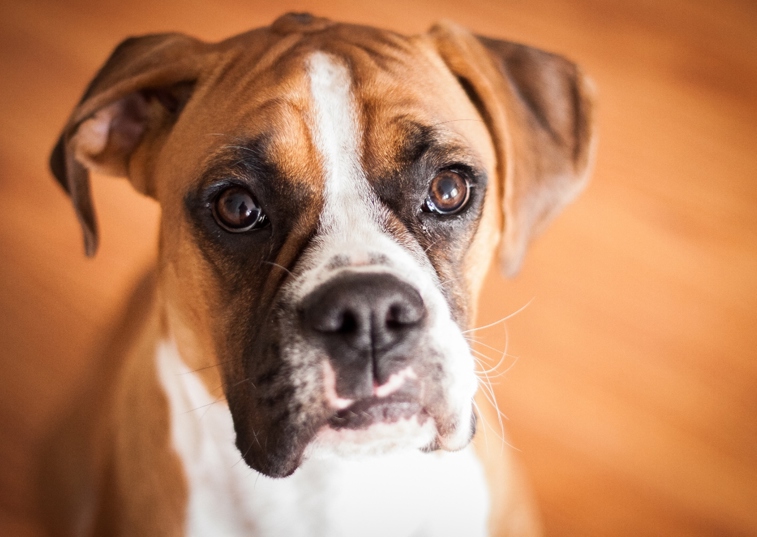Cute Boxer dog looking into camera