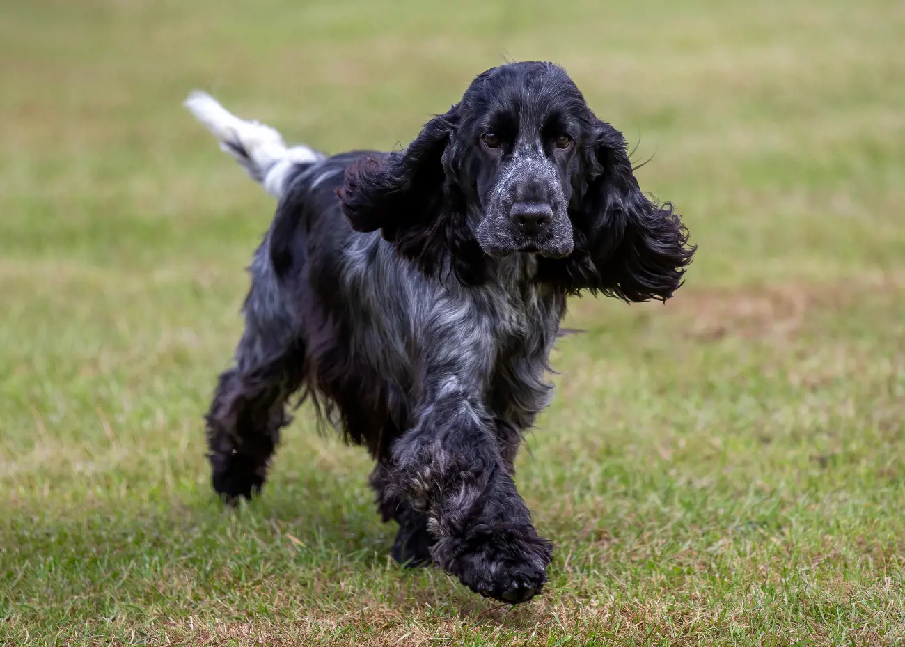 The Cocker Spaniel breed comes in two sizes: the American Cocker Spaniel and the English Cocker Spaniel which is larger.