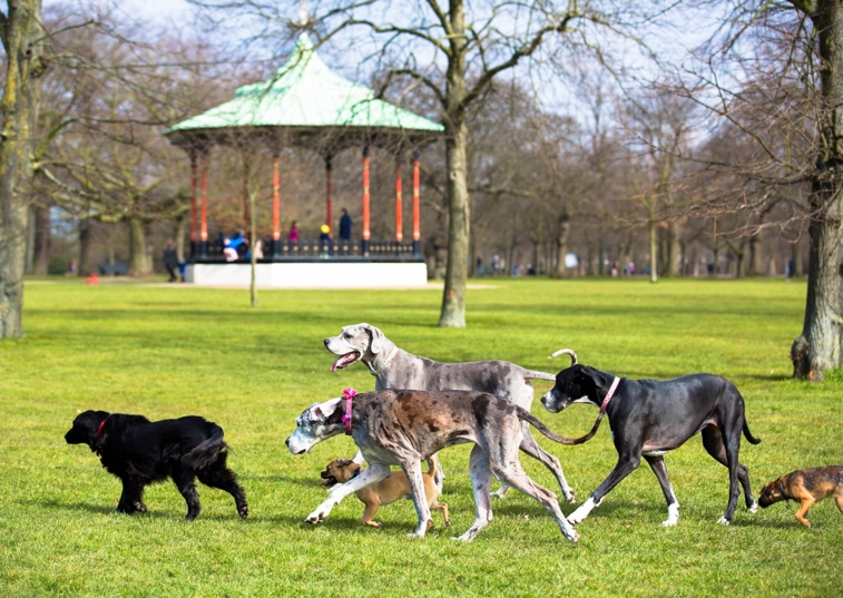 pack of dogs walking in london