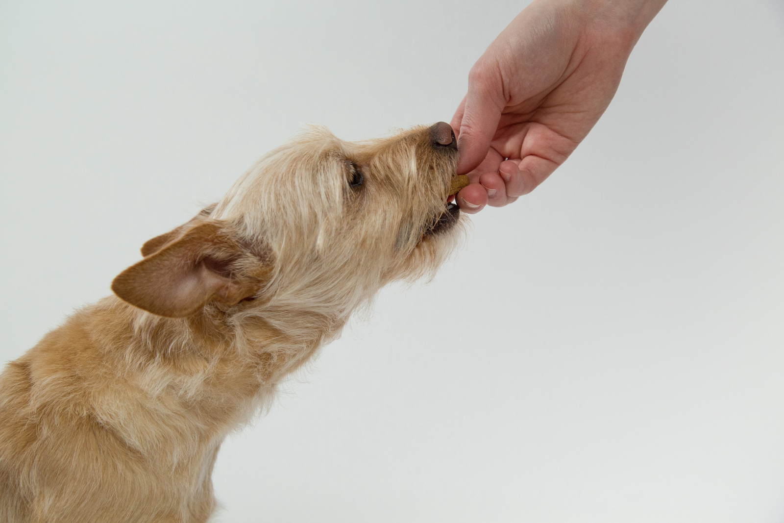 A dog taking a treat from its owner