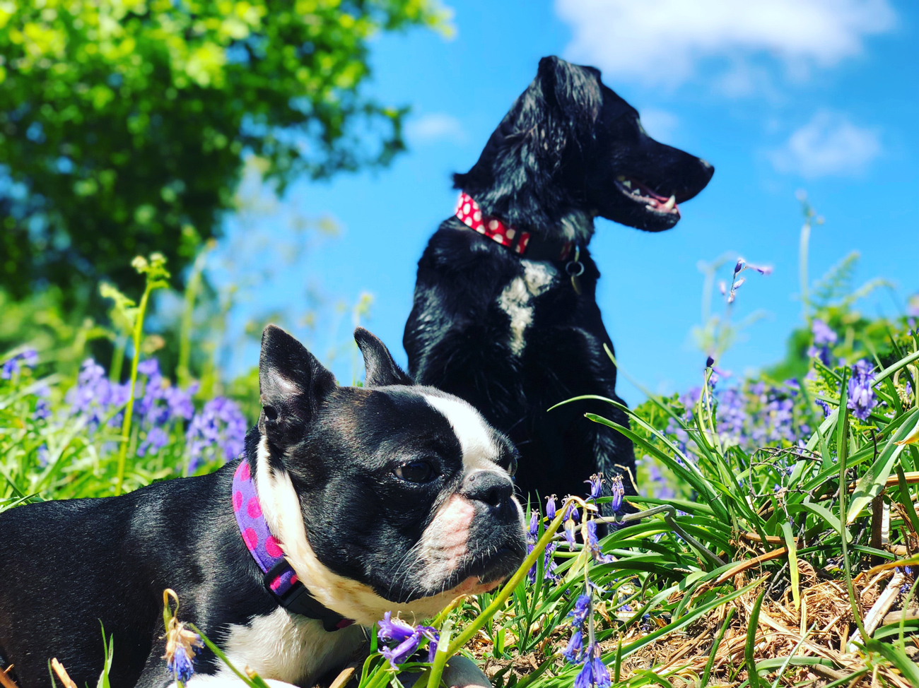 Two dogs investigating bluebell flowers while out on a walk