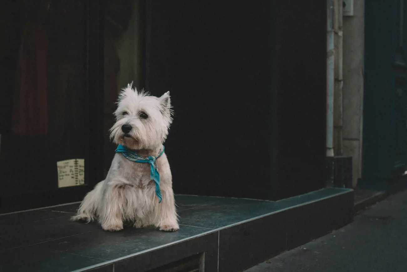 white westie