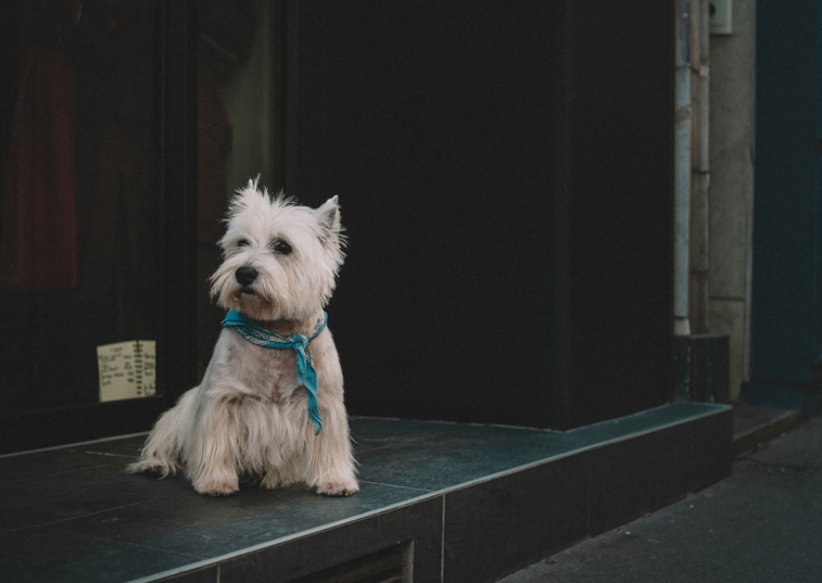 white westie