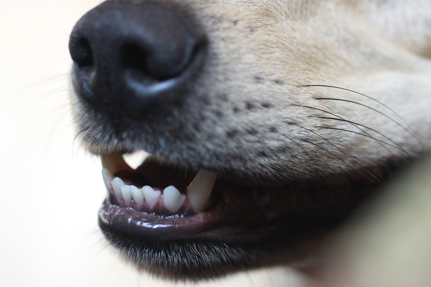 A dogs mouth slightly open revealing its bottom row of teeth