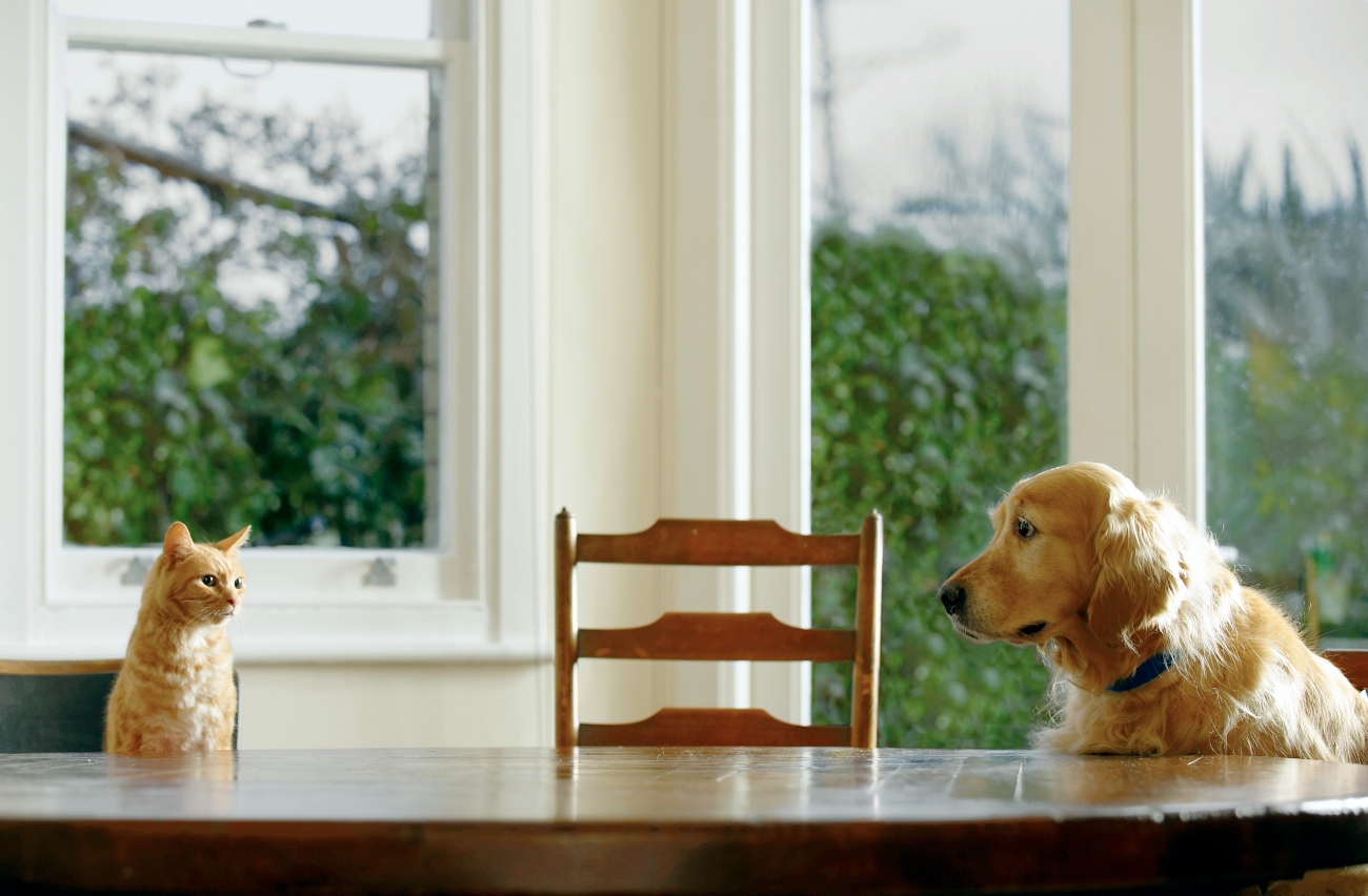 dog and cat sitting on table together