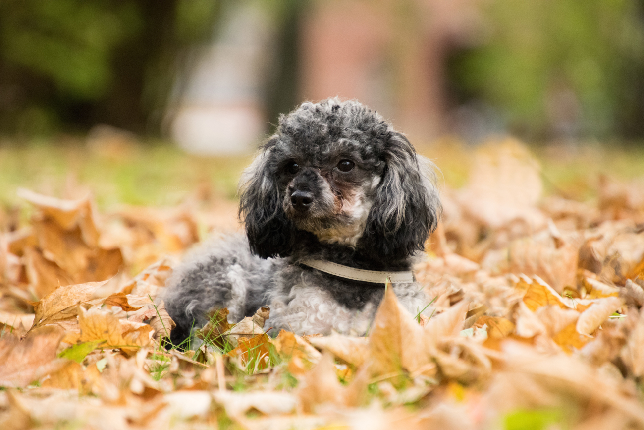 A dog laying down in fallen brown leaf litter