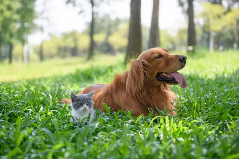 Dog in grass