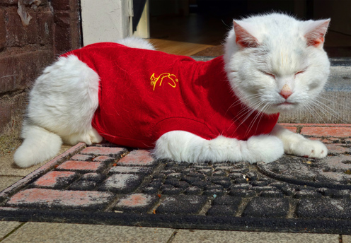 A white cat wearing a red jumper laying on the doorstep to a house