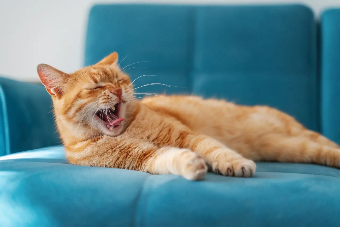 Cat yawning whilst resting on a sofa.