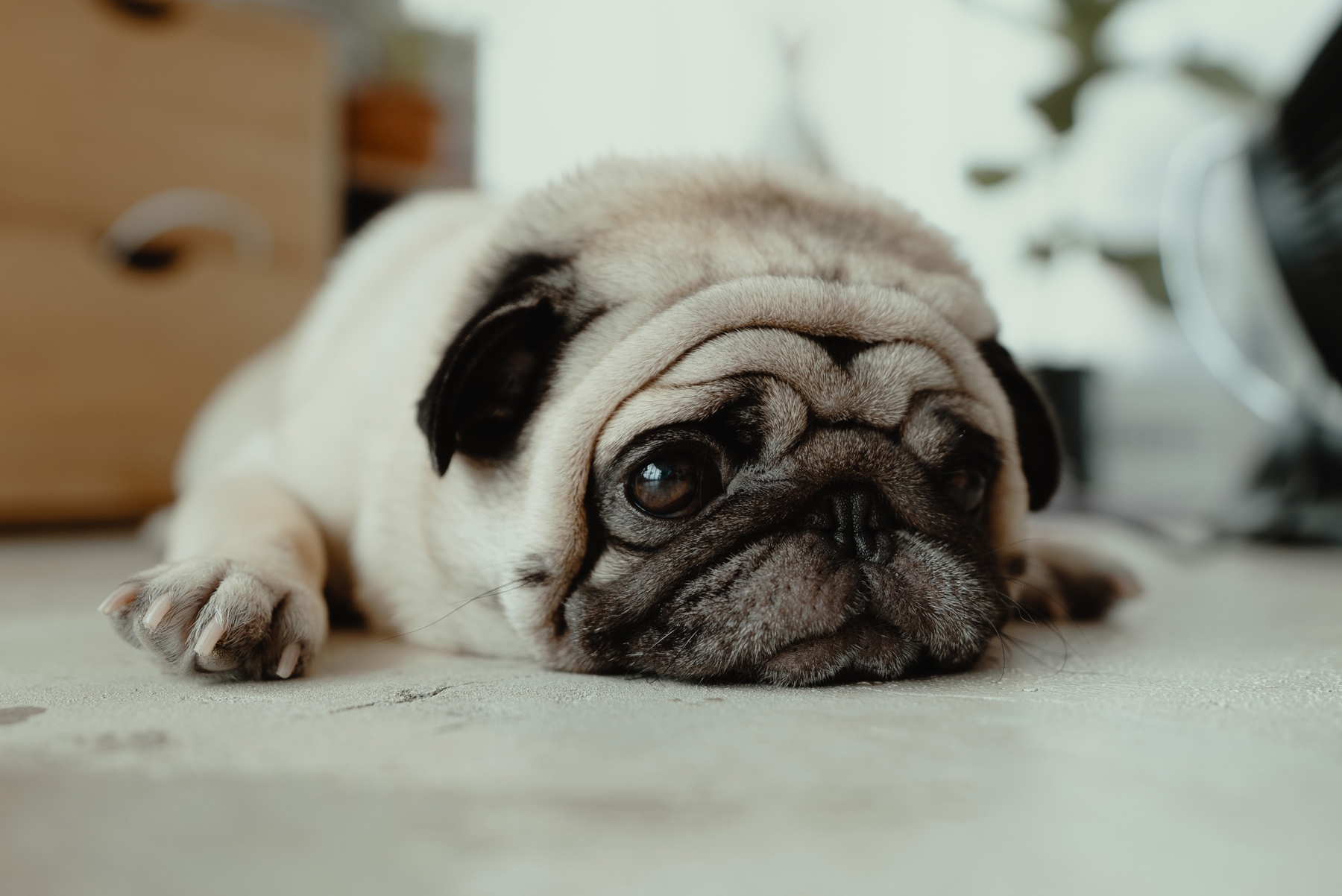 a sad looking pug laying on the floor