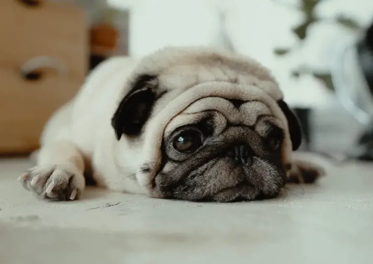 Pug lying on the floor looking forlorn