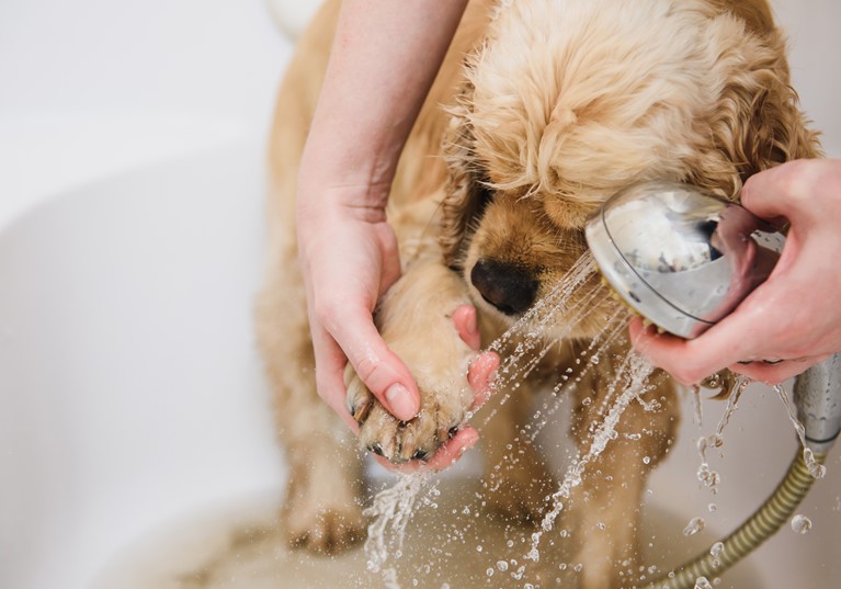 Dog being washed