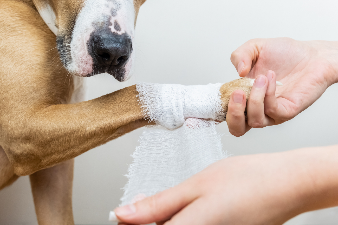 How to cover a dog wound
