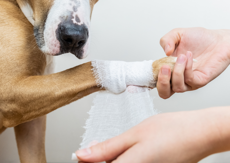 wrapping dogs paw with a bandage