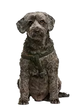 Black Border Terrier stock photo