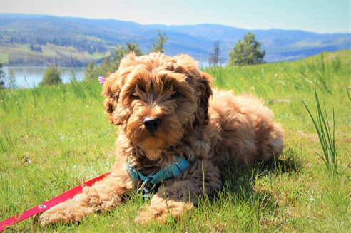 A dog laying down in some grass whilst at the summit of a large hill with a lake in the distance on a sunny day