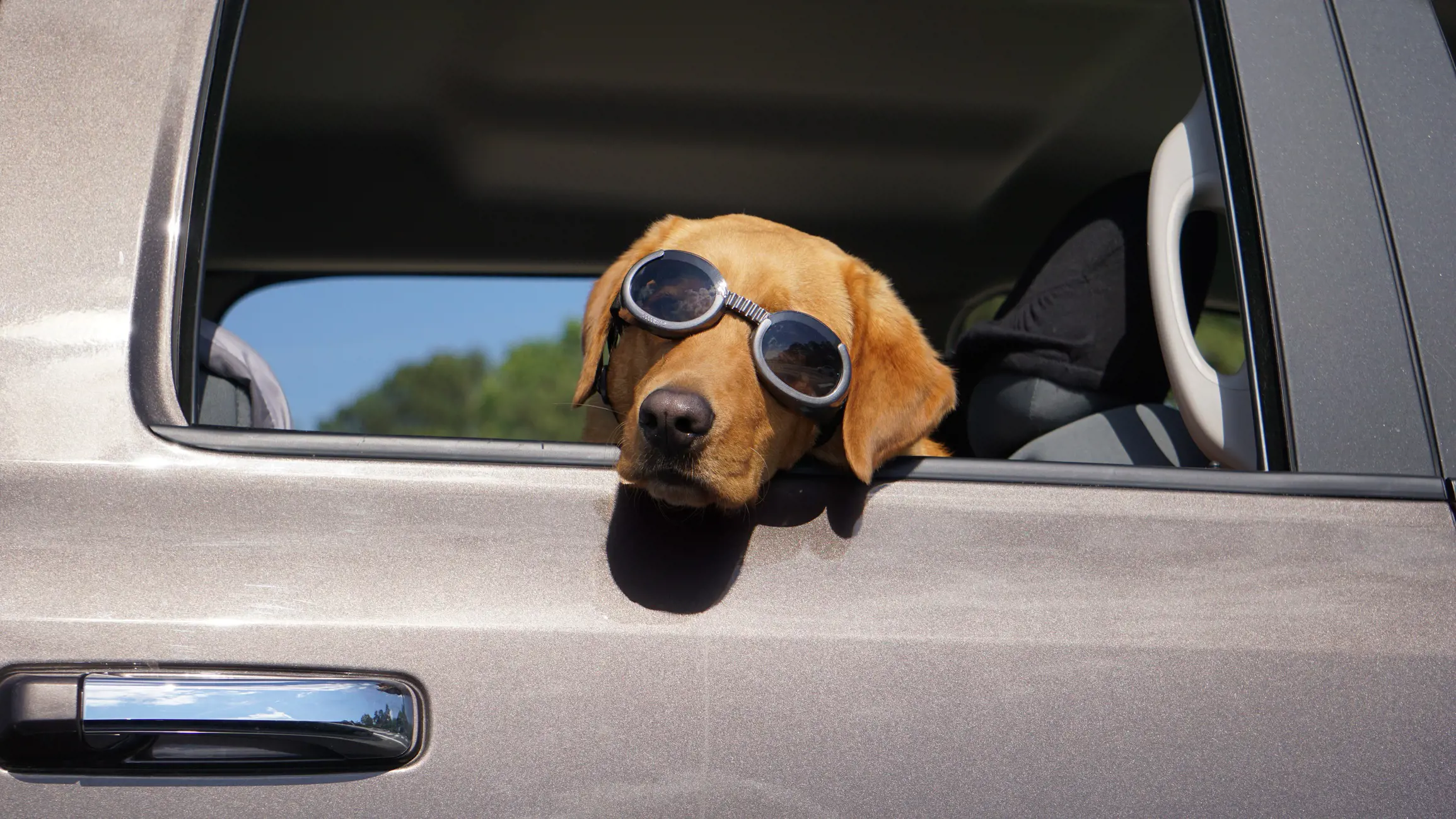 Dog in glasses